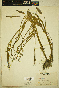 Ranunculus pusillus image