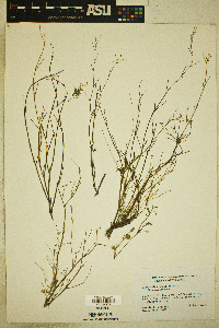 Ranunculus pusillus image