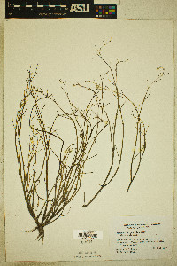 Ranunculus pusillus image