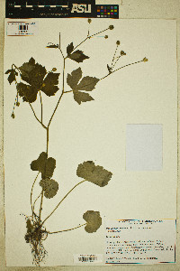 Ranunculus recurvatus var. recurvatus image