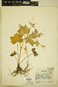 Image Associated With the Occurence