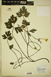 Ranunculus repens image