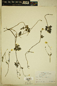 Ranunculus repens image