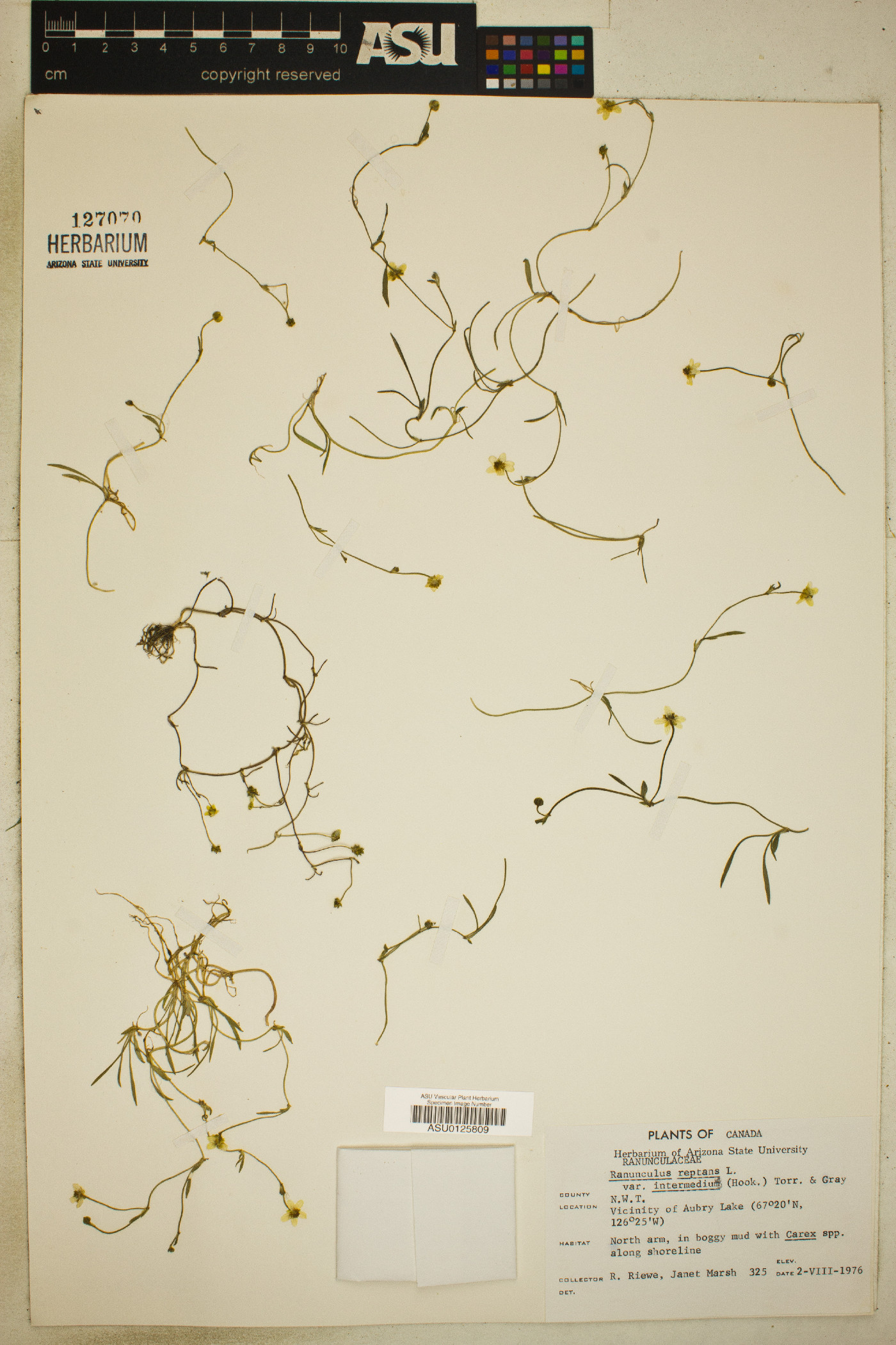 Ranunculus reptans var. intermedius image