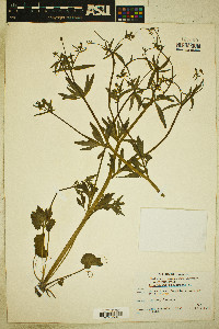 Ranunculus sceleratus image