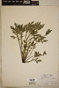 Ranunculus septentrionalis image