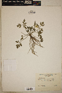 Ranunculus septentrionalis image