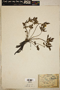 Ranunculus septentrionalis image