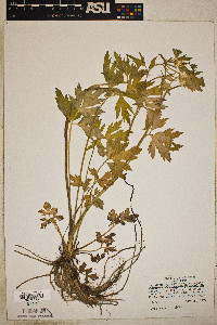 Ranunculus septentrionalis image