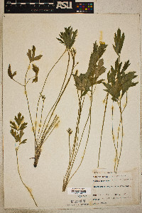 Ranunculus septentrionalis image