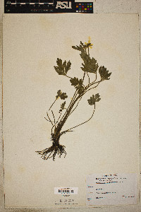 Ranunculus septentrionalis image