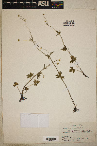 Ranunculus uncinatus image