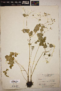 Thalictrum clavatum image