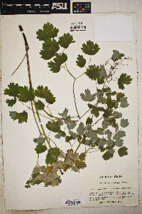 Thalictrum confine image