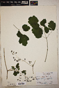 Thalictrum coriaceum image