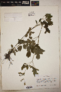 Thalictrum dasycarpum image