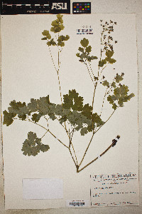 Thalictrum dioicum image