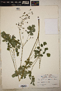 Thalictrum dioicum image