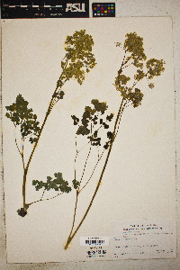 Thalictrum dioicum image