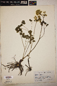 Thalictrum dioicum image