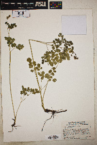 Thalictrum fendleri image