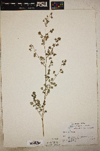 Thalictrum fendleri image