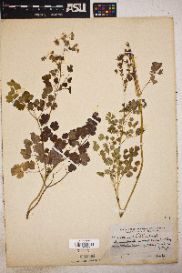 Thalictrum fendleri image