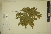 Rhamnus lanceolata image