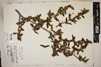 Cercocarpus ledifolius image