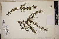 Cercocarpus intricatus image