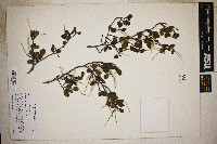 Cercocarpus minutiflorus image