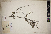 Cercocarpus montanus var. argenteus image