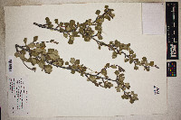 Cercocarpus montanus image