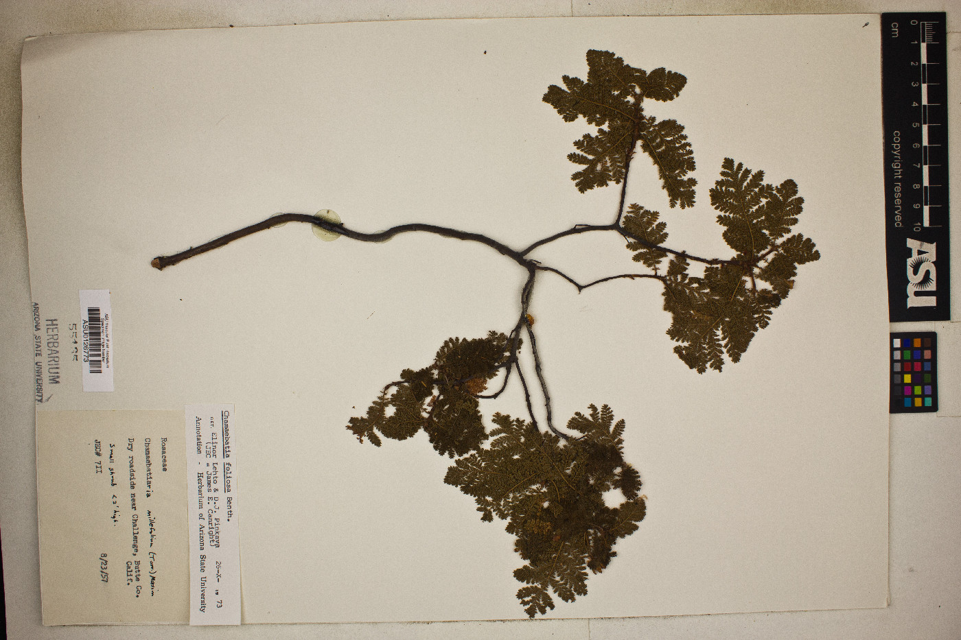 Chamaebatia foliolosa image