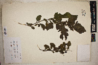 Crataegus brachyacantha image