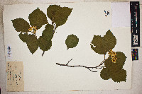 Crataegus calpodendron image