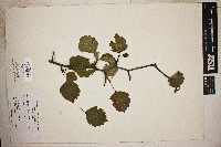 Crataegus flabellata image