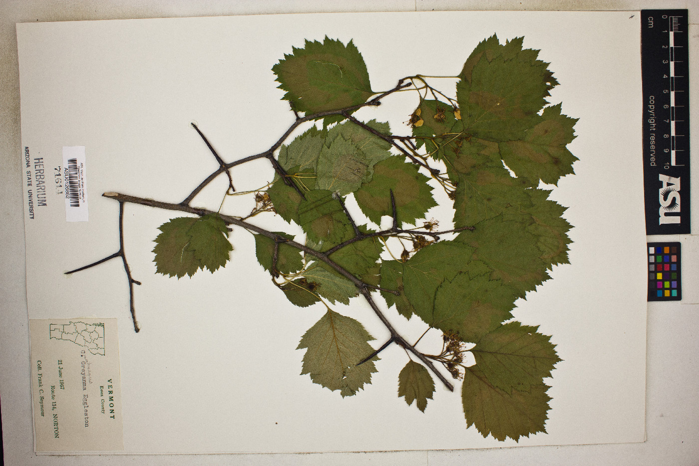 Crataegus grayana image