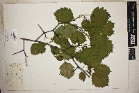 Crataegus grayana image