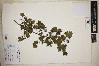 Crataegus marshallii image