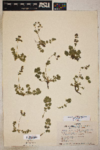 Drymocallis cuneifolia var. ewanii image