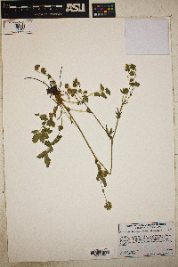 Image of Potentilla ashlandica