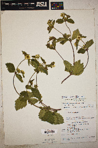 Drymocallis glandulosa image