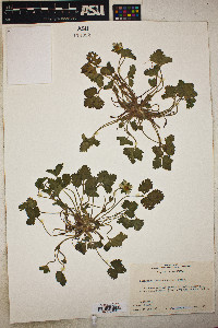 Potentilla indica image