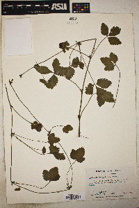 Potentilla indica image