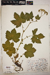 Filipendula occidentalis image