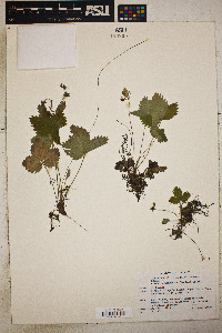 Fragaria vesca subsp. americana image