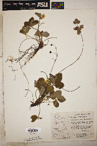 Fragaria vesca subsp. bracteata image