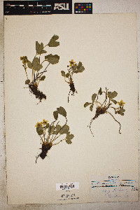 Fragaria vesca subsp. bracteata image