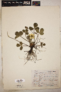 Fragaria chiloensis image